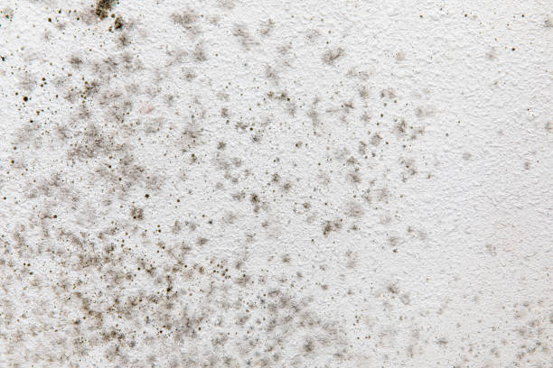 Best Airborne Mold Testing  in Ramtown, NJ